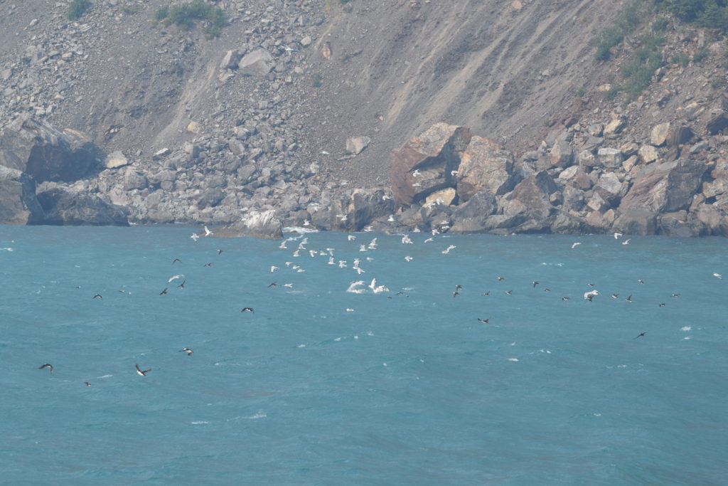 Resurrection Bay Tide Chart